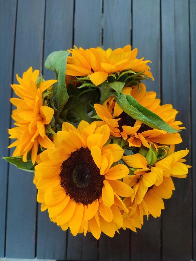 Helianthus Guesthouse 아몰리아니 외부 사진