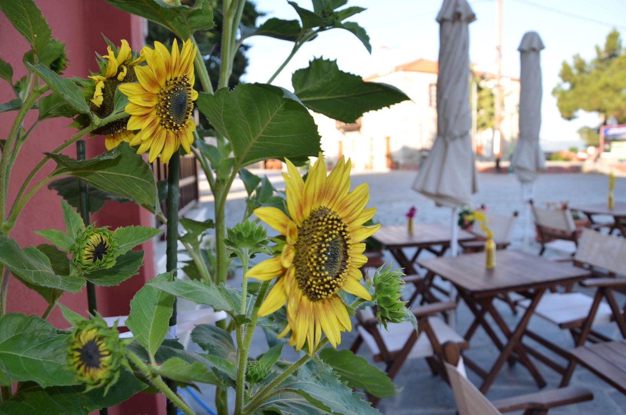Helianthus Guesthouse 아몰리아니 외부 사진